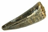 Fossil Spinosaurus Premax Tooth - Real Dinosaur Tooth #257472-1